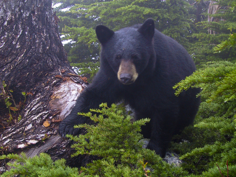 Black Bear Cub